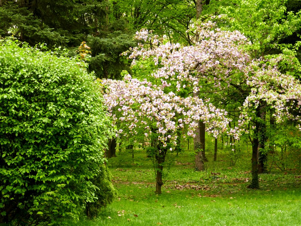 Herestrau Park in spring (23)
