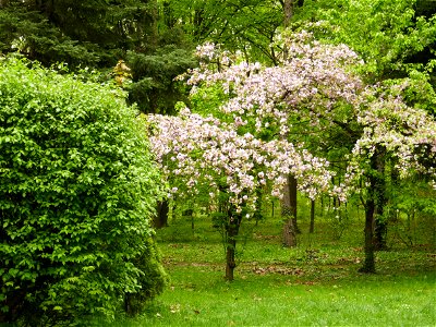 Herestrau Park in spring (23)
