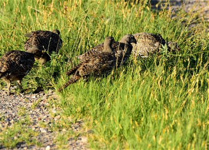 Greater sage-grouse at Seedskadee National Wildlife Refuge