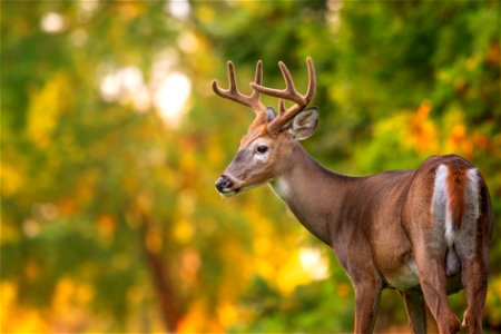 White-tailed deer photo