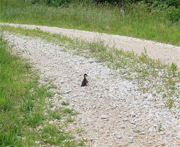 Wood Duckling
