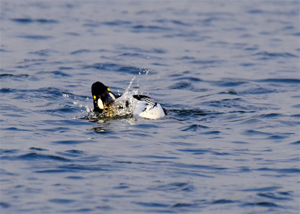 Common goldeneye at Seedskadee National Wildlife Refuge