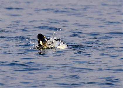 Common goldeneye at Seedskadee National Wildlife Refuge