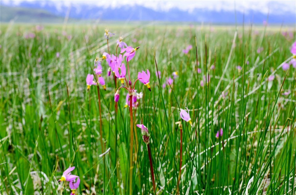 Wildflowers on the National Elk Refuge