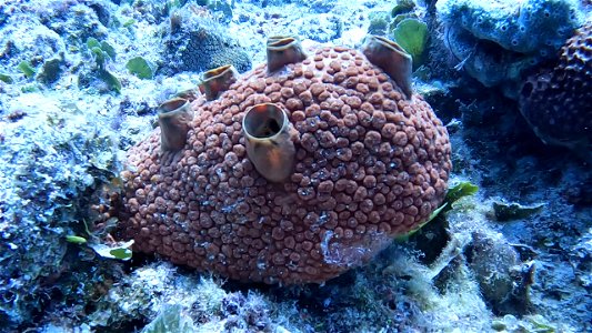 Sponge thing reminding me of a heart Villa Rosa San Andres Colombia