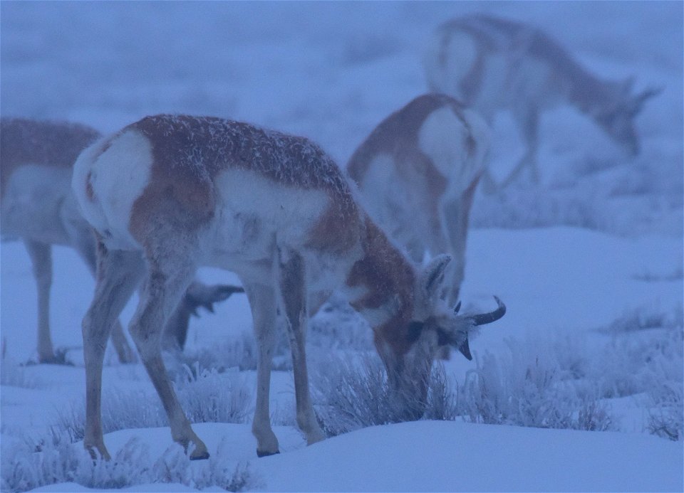 Pronghorn on Seedskadee National Wildlife Refuge