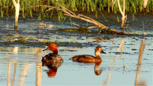 Rehead Duck Pair Huron Wetland Management District