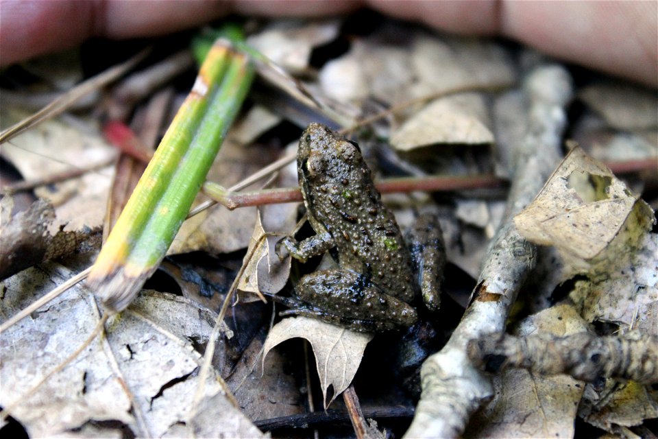 Blanchard's Cricket Frog at Somerset State Game Area in Michigan