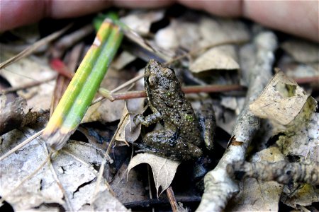 Blanchard's Cricket Frog at Somerset State Game Area in Michigan photo