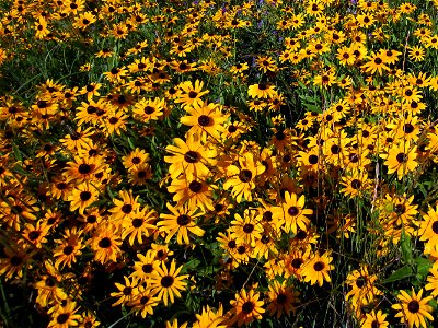 Black-eyed Susan photo