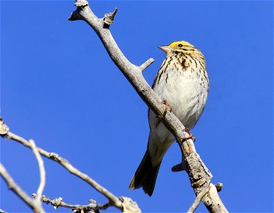 Savannah sparrow at Seedskadee National Wildlife Refuge photo