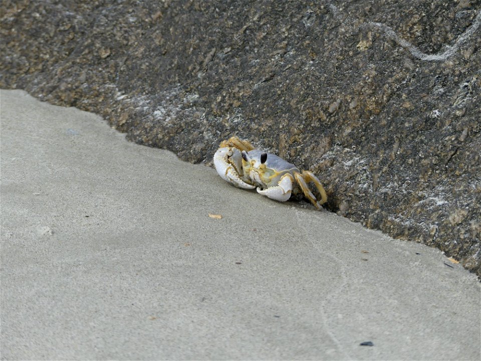 Ghost crab hiding from seagull-P1800730
