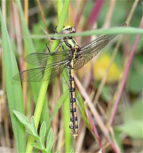 SNAKETAIL, SINUOUS (Ophiogomphus occidentis) (05-15-2022) male, robertson's bridge county park, josephine co, or -02
