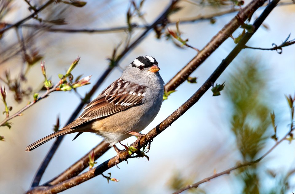 White-crowned Sparrow