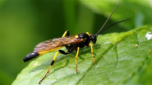 Ichneumonidae, Unterfamilie Ichneumoninae (Schlupfwespe) - evt. Ichneumon extensorius