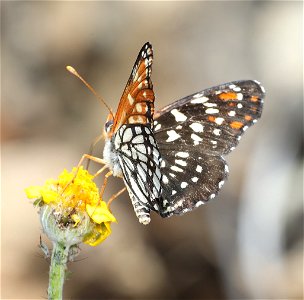 CHECKERSPOT, LEANIRA (Chlosyne leanira) (06-25-2022) 2360 ft, road cut 3.25  miles past bridge, eight dollar mountain road, josephine co, or -05