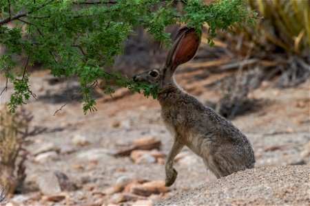 Black-tailed jackrabbit (Lepus californicus) photo