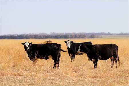 Cattle Grazing on Owen's Bay Lake Andes National Wildlife Refuge South Dakota