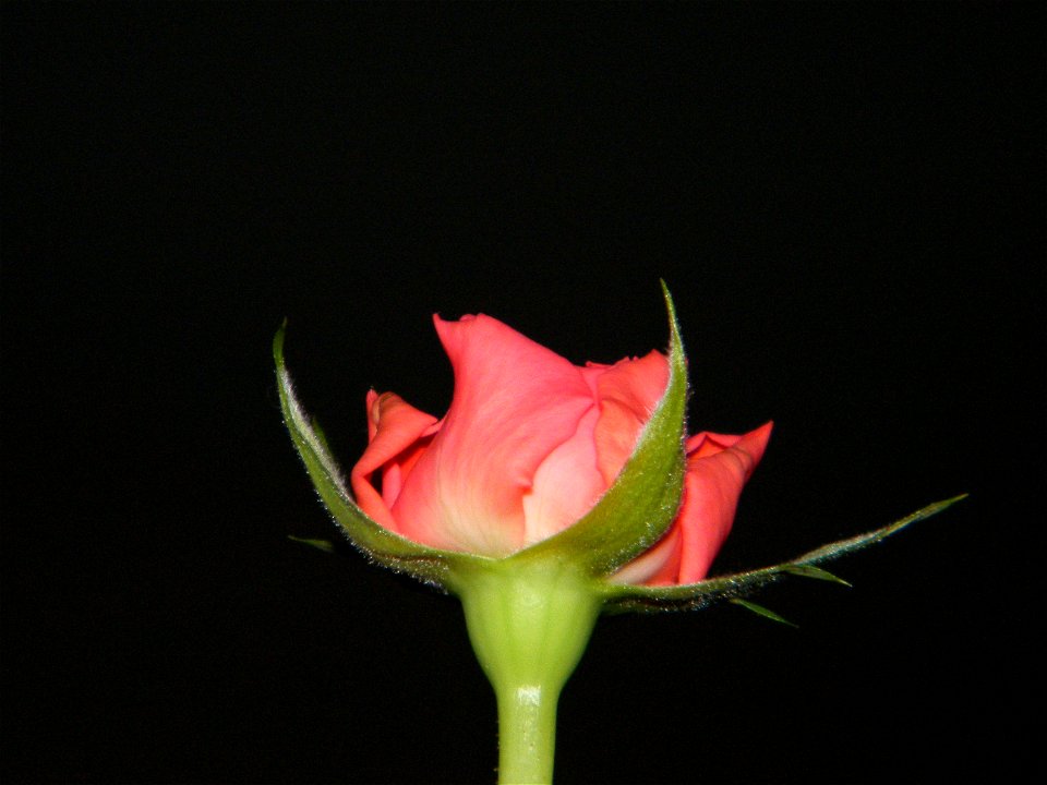 trandfmic_timelps2011_1109_082305