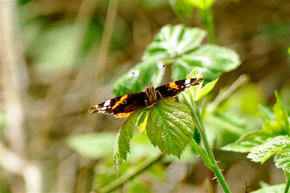 Red Admiral photo