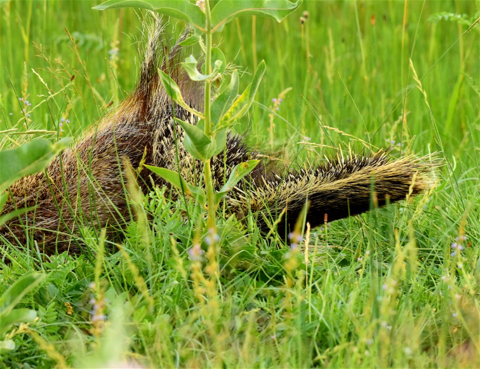 North American porcupine at Seedskadee National Wildlife Refuge
