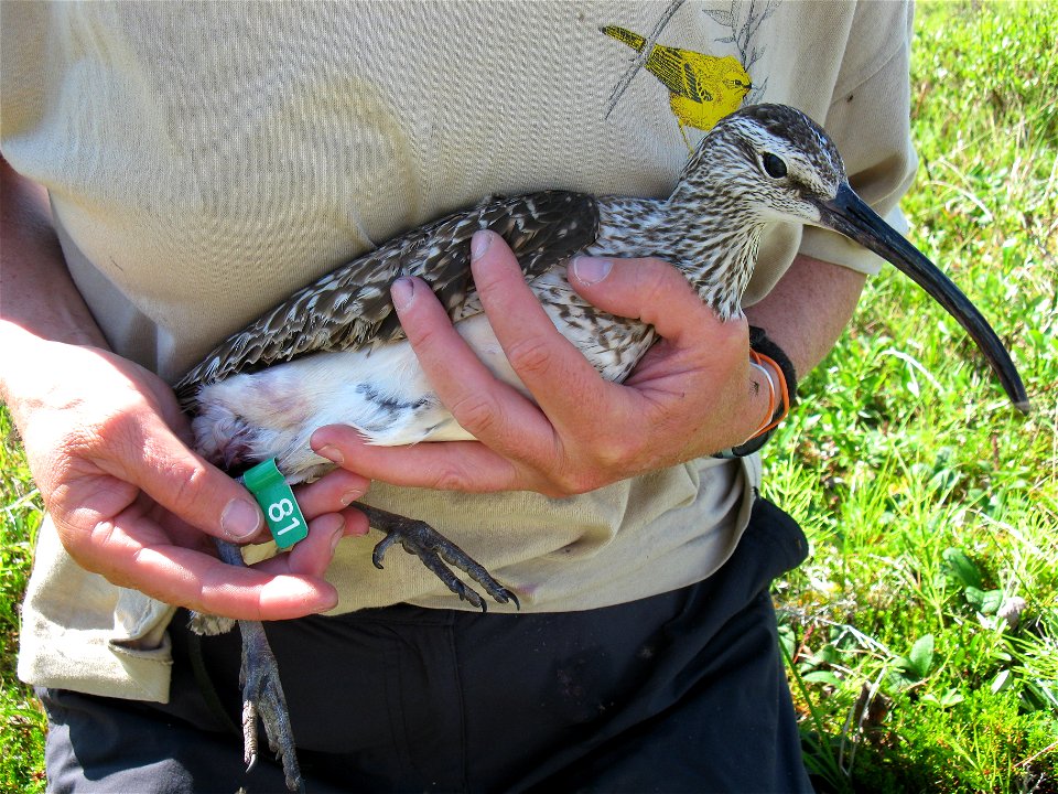 Flagged Bristle-thighed Curlew