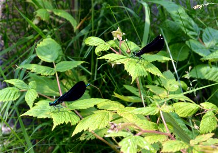 Ebony Jewelwing Lovers! A male (L) and female (R) rest on vegetation in Michigan. photo