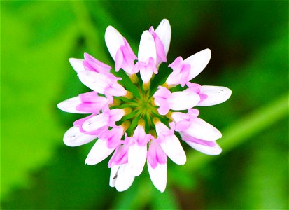 Crown vetch is a beautiful but invasive flower.