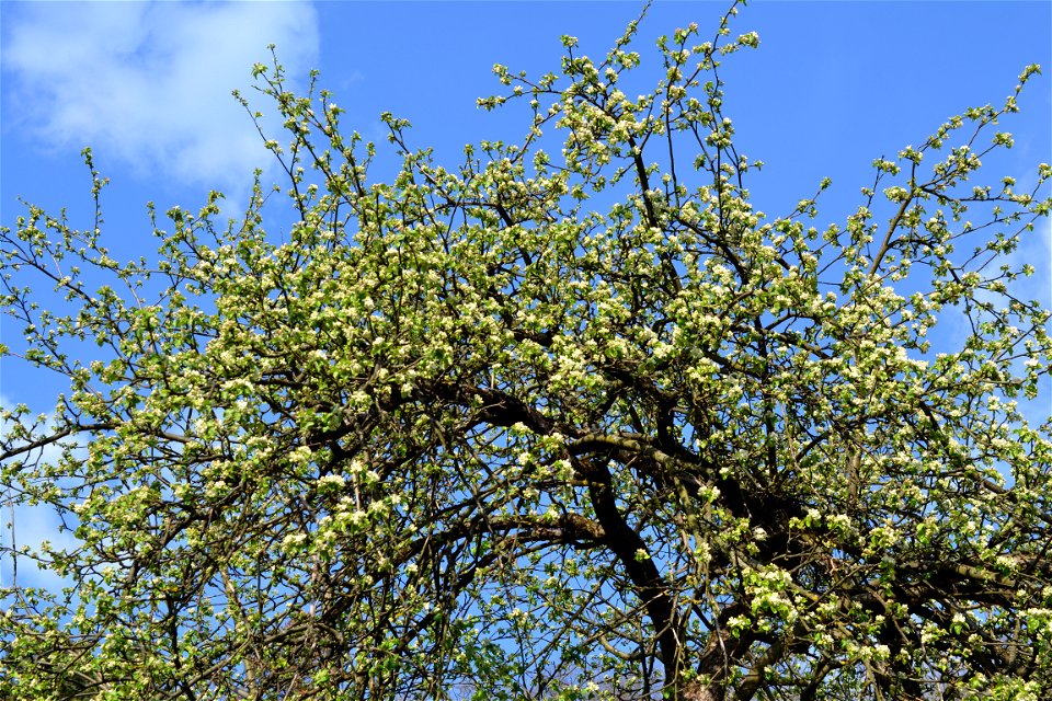 Spring ,April 2023