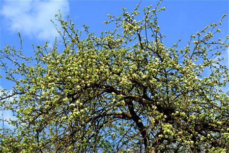 Spring ,April 2023