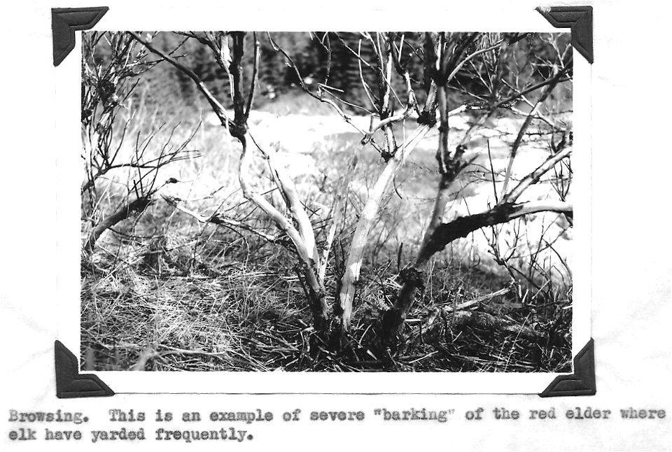 (1949) Elk Browsing