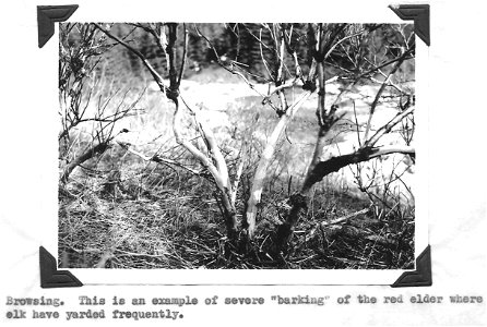 (1949) Elk Browsing photo