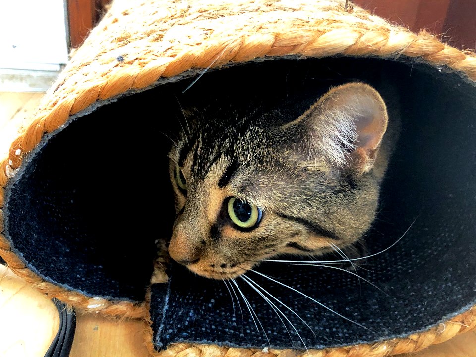 Cat in the Carpet Tube