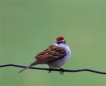 Chipping Sparrow on the National Elk Refuge photo