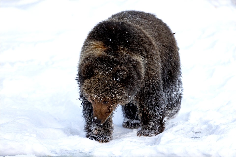 Kodiak brown bear cub in the snow