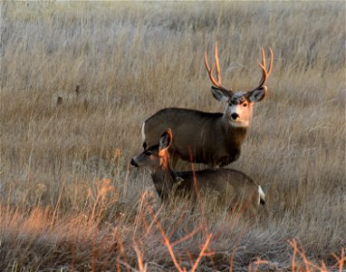 Mule deer at Seedskadee National Wildlife Refuge photo