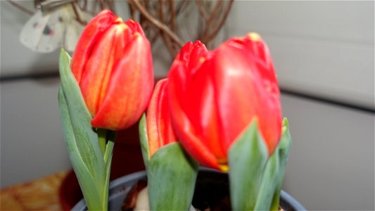 tulips_lalele-2023_0219_164527