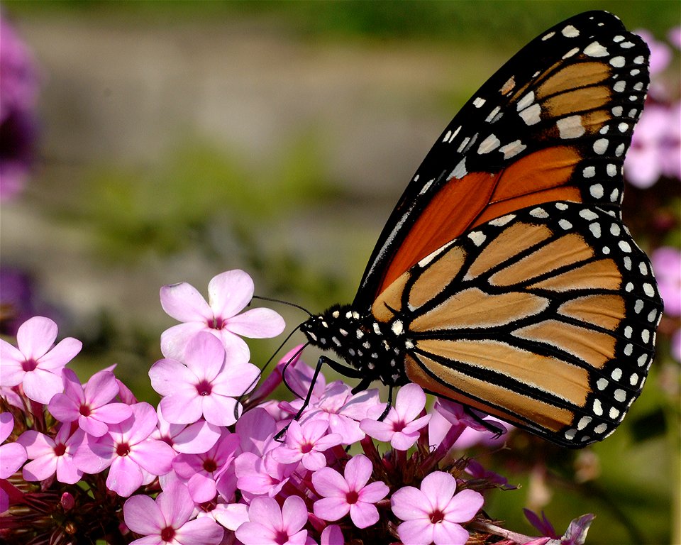 Monarch Butterfly in Minnesota