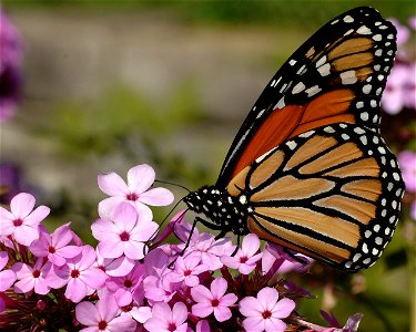 Monarch Butterfly in Minnesota photo