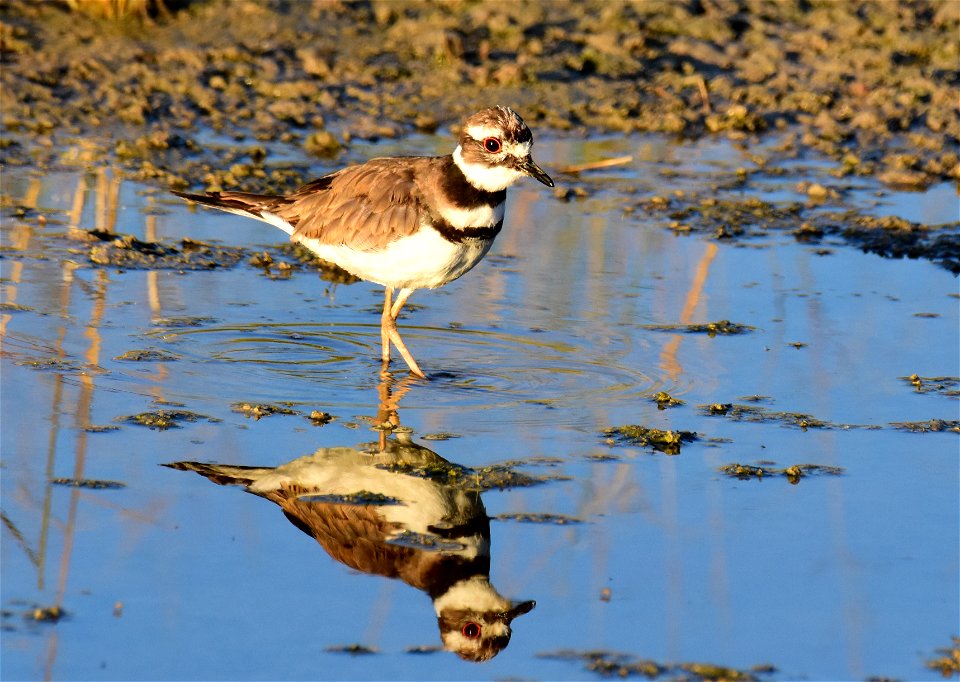Killdeer at Seedskadee National Wildlife Refuge