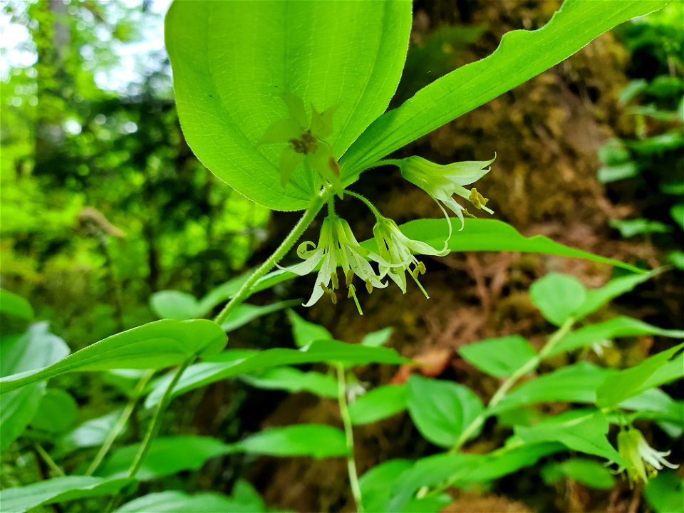 Hooker's Fairybell, Mt. Baker-Snoqualmie National Forest. Photo by Anne Vassar May 17, 2021.
