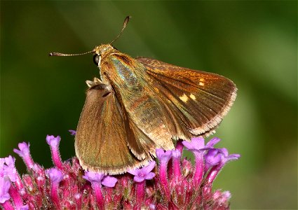 SKIPPER, CROSSLINE (Polites origenes) (06-02-2023) powerlines, duke forest, orange co, nc -dg photo