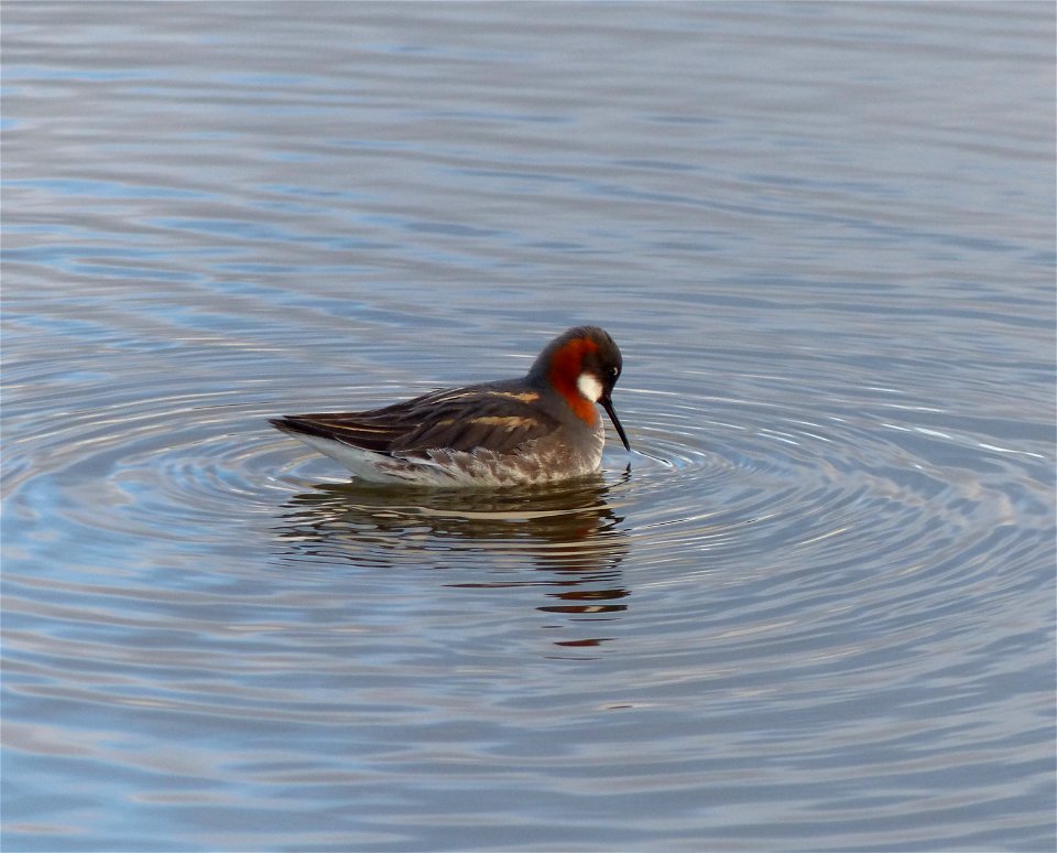 Red-necked Phalarope
