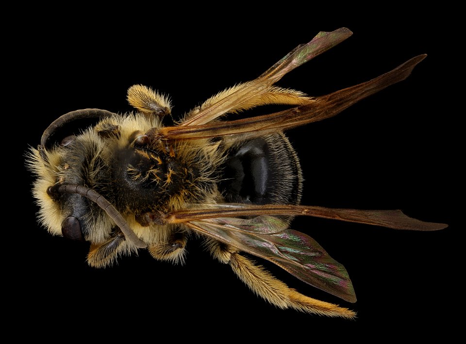 Andrena obscuripennis, male, back, Clarke, GA_2021-06-09-12.00.26 ZS PMax UDR