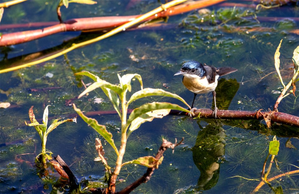 Restless flycatcher