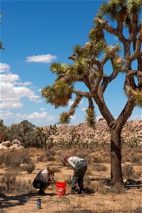 Urban Conservation Corp Members Collecting Joshua Tree Fruit photo