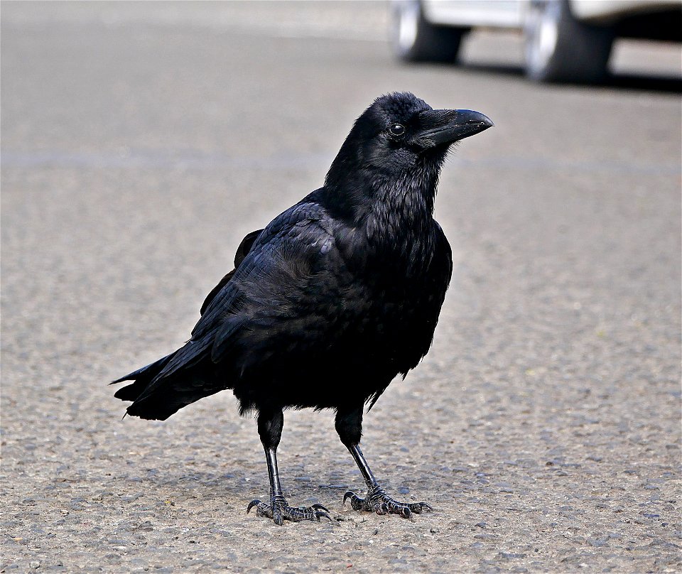 Raven of Mendo