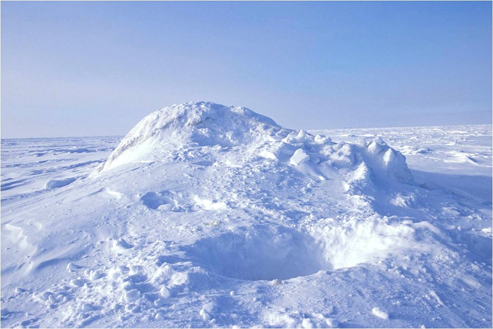 Polar Bear Den Opening