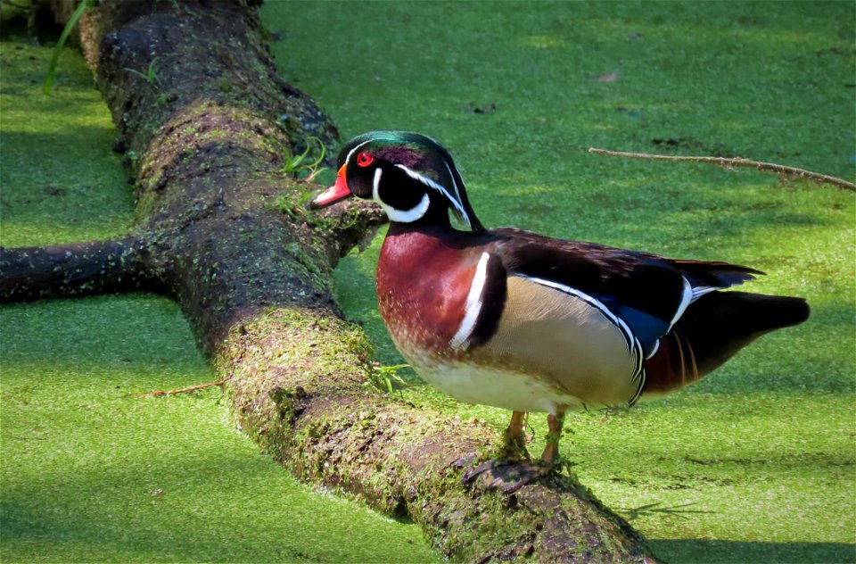 Wood Duck photo