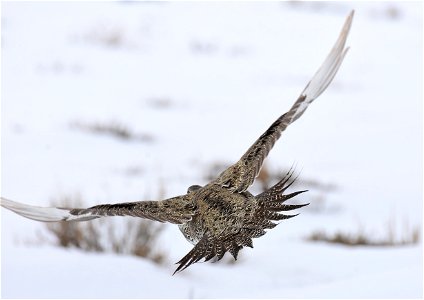 Greater sage-grouse on Seedskadee National Wildlife Refuge